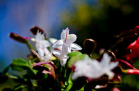 Christmas Cactus-3