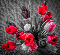 Multi-color Tulips--10