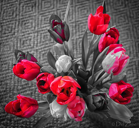 Multi-color Tulips--10