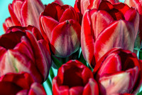 Sunshine Tulips--4