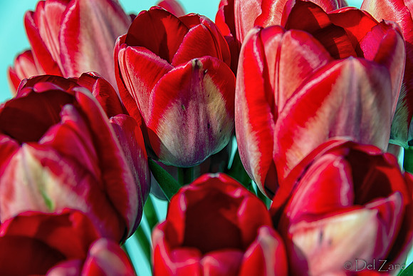 Sunshine Tulips--4