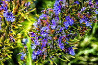 04-28 Macro 36mm 28-300mm D600 Flowers--10