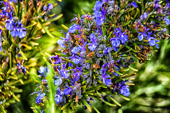 04-28 Macro 36mm 28-300mm D600 Flowers--10