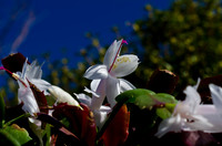 Christmas Cactus-8