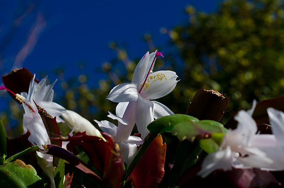 Christmas Cactus-8