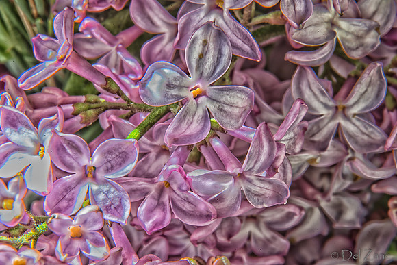 05-03 Macro All 28-300mm D600 Bouquet--23