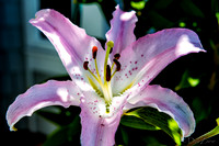 High Noon Blooms