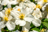 05-20 Clematis & Rhododendron TIFFs--3