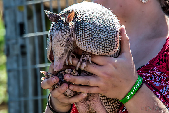07-20 Misc Animals_reptiles--9