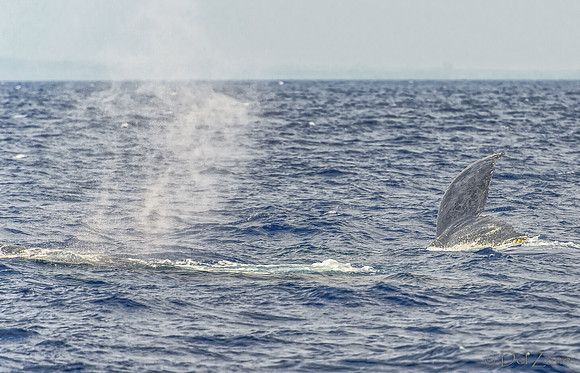 01-28 Whales TIFFS--56
