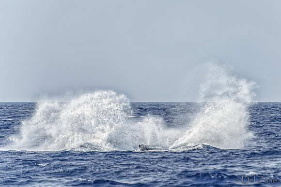 01-28 Whales TIFFS--36
