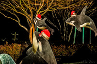 12-13 MH Night Xmas Display-4
