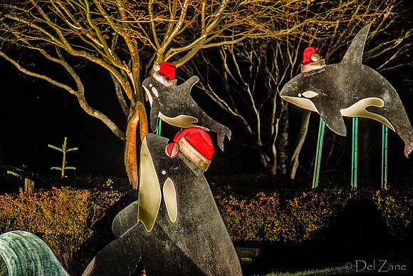 12-13 MH Night Xmas Display-4