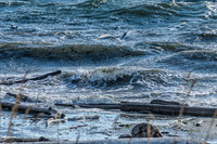 10-19 Burrows Bay Seagulls--12