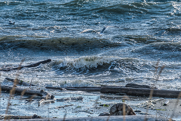 10-19 Burrows Bay Seagulls--12