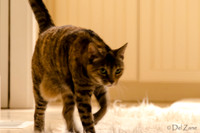 Cats-15
