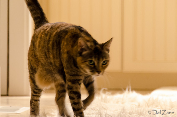 Cats-15