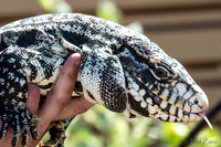 07-20 Gila Monster--9