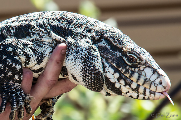 07-20 Gila Monster--9