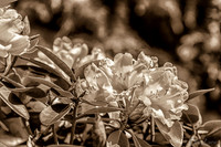 Early Garden Bloomers--4