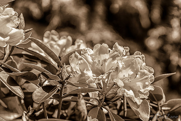 Early Garden Bloomers--4