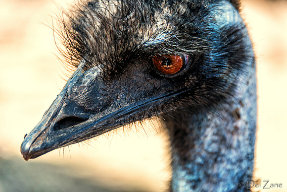 Bonorong Animals--10