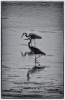 Great Blue Herons-8