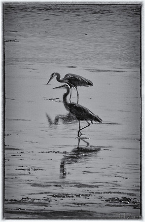 Great Blue Herons-8