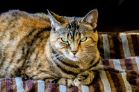 Cats on Parade-2