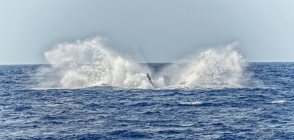 01-28 Whales TIFFS--31