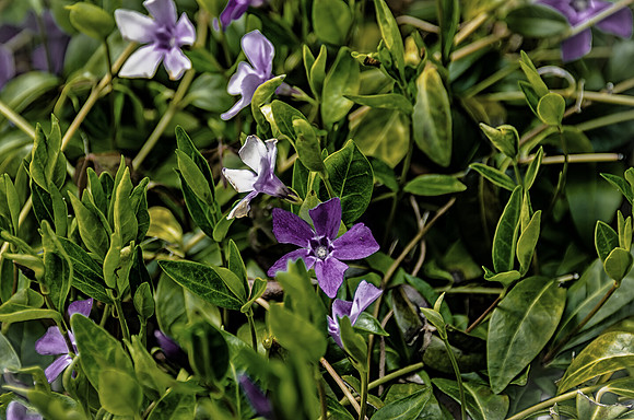 Early Spring Blooms-40