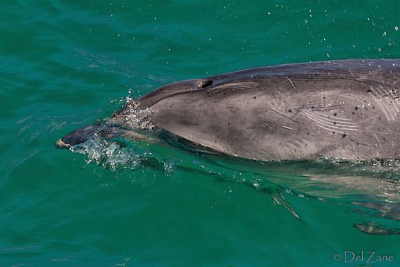 Bay of Islands NZ--31