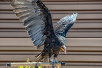07-20 Yellow Head Vulture--4