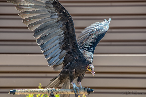 07-20 Yellow Head Vulture--4