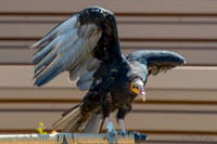 07-20 Yellow Head Vulture-