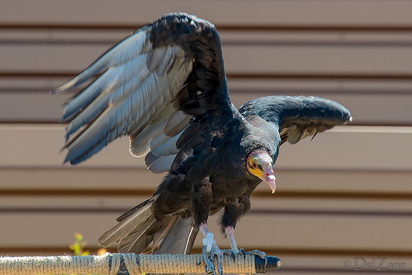 07-20 Yellow Head Vulture-