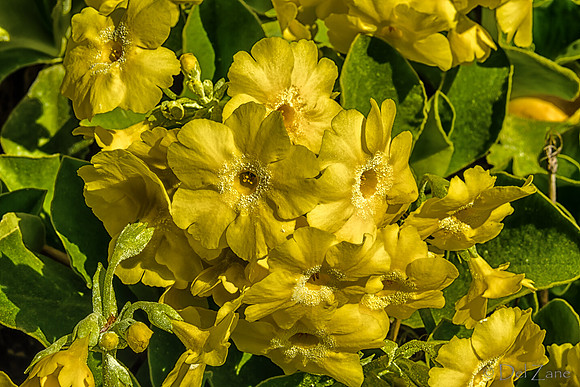 Early Garden Bloomers--9