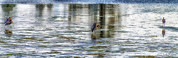 Great Blue Herons-10
