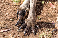 Bonorong Animals-2