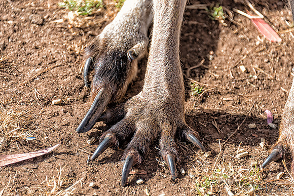Bonorong Animals-2