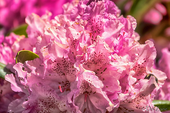 05-20 Clematis & Rhododendron TIFFs--14
