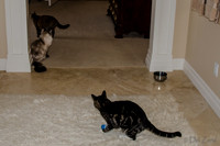 Cats on Parade-19