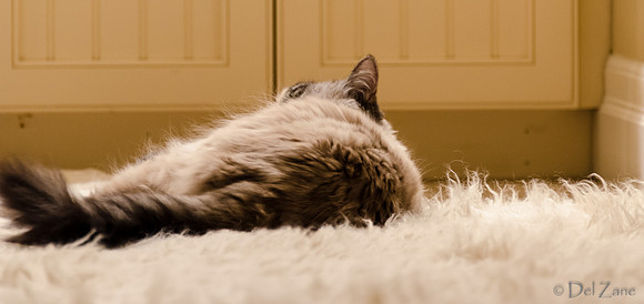 Cats-5