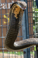 07-20 Snakes--19