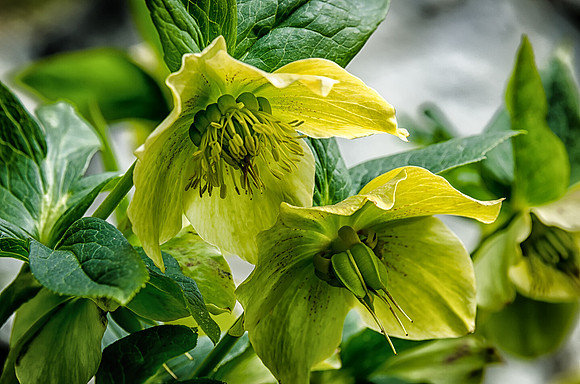 Early Spring Blooms-33