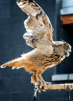 07-20 Owl--5