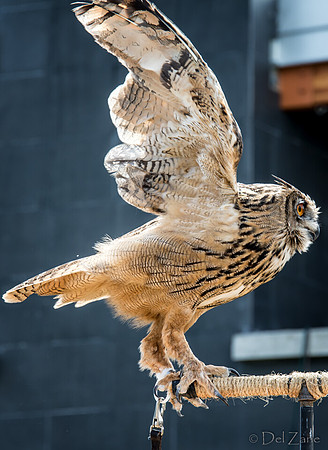 07-20 Owl--5