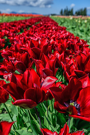 04-08 Tulips and Kites TIFFs--29