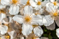 05-03 Clematis TIFFs--8