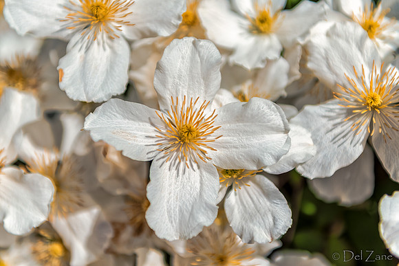 05-03 Clematis TIFFs--8